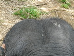 Elefantentrekking in Pang Nga Asia Safari Park Elefantenritt der Elefant Jintana (TH).